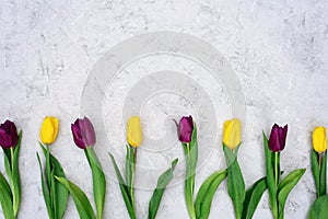 A row of yellow and purple spring tulip flowers against a light stone background. Flat lay. Copy space. Mothers Day