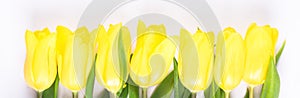 Row of yellow spring flowers on a light background