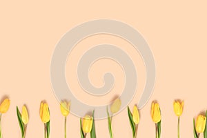 Row of yellow tulip flowers on a beige pastel background.