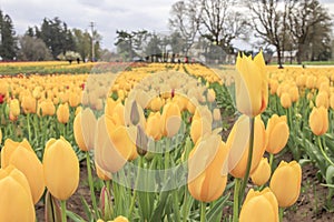 row of yellow tulips growing at a tulip farm.