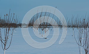 Row of young apple trees in snow