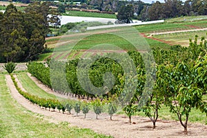 Row of young cherry trees followed by countryside view in orchard. Victoria, Australia