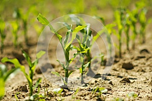 Row of young corn