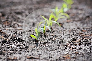 A row of young corn sprouts in a field