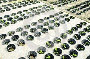 Row of young green cos lettuce/ butterhead - hydroponics vegetable farm