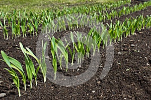 Row of young green plants growing