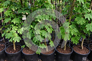 Row of young maple trees in pots. Seedling trees in plant nursery