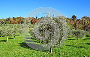 Row of young olive trees along a hill in a bright  autumn day