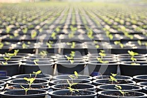 Row of young organic salad crop planting in the pot inside greenhouse nursery for agricultural use purpose