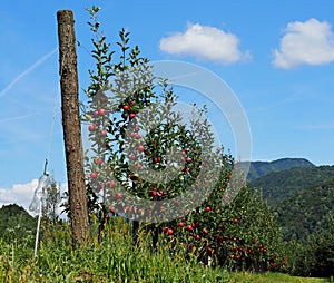 A row of young red apple trees, cultivated on the mountain, in summertime