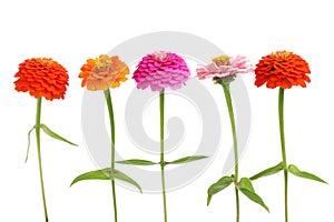 Row of Zinnia flowers