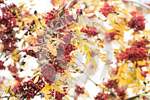 Rowan, autumn fall background. Branch, bush