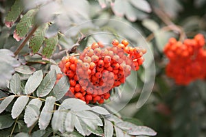 Rowan berries