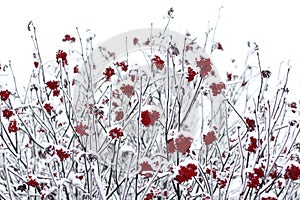 Rowan berries