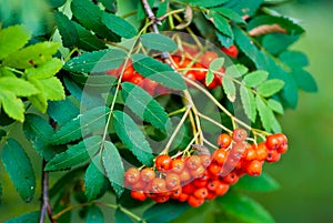 Rowan berries photo