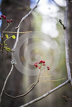 Rowan berries.