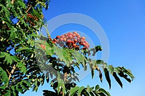 Rowan berries with blue sky