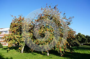 Rowan berries with blue sky