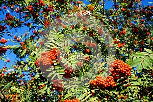 Rowan berries with blue sky