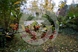 Rowan berries branch
