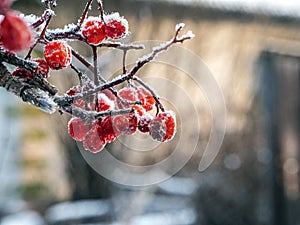 Rowan berries on a branch covered with frost, macro, narrow focus zone
