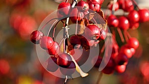 Rowan berries on a branch. Sorbus alnifolia, Sorbus aucuparia