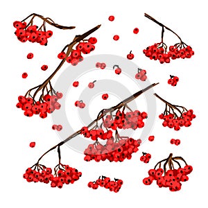 Rowan berries on branches nabod to create a design, red small clusters