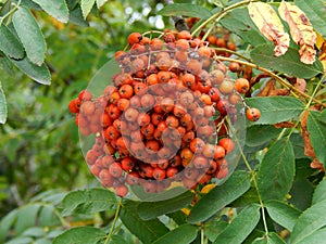 Rowan berries on a close-up branch