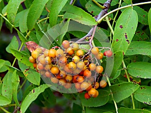 Rowan berries on a close-up branch