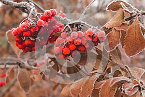 Rowan berries are covered with frost on the background of autumn beige foliage. Clusters of mountain ash in close-up