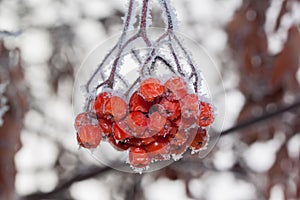 Rowan berries covered with snow and hoarfrost. Close up.