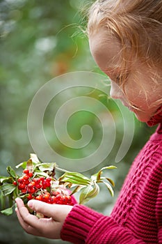 Rowan berries in the hands of little red-haired girl