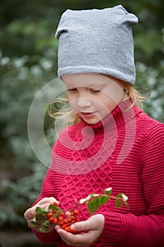 Rowan berries in the hands of little rgirl