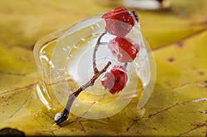 Rowan berries in ice cube on yellow maple leaf background