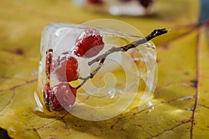 Rowan berries in ice cube on yellow maple leaf background