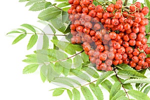 Rowan berries isolated
