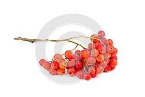 Rowan berries isolated on white background photo