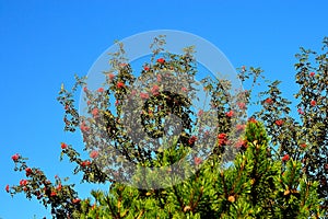 Rowan berries, the last tremors of summer and the first steps of autumn