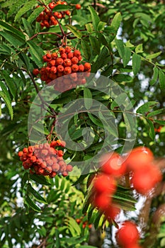 Rowan berries on rowan tree background in sunny day, ripen rowan berries in autumn time