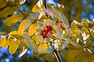 Rowan berries in september