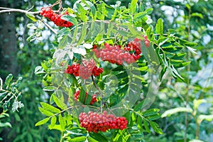 Rowan berries, Sorbus aucuparia, tree also called rowan and mountain ash