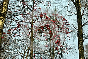 Rowan berries on a tree in autumn