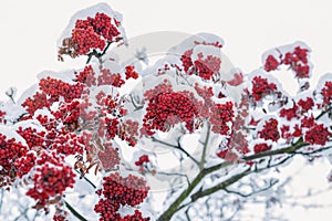 Rowan berries turn red on snow-covered branches