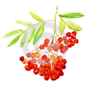 Rowan Berries, Twig. Watercolor Painting. photo