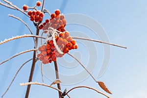 Rowan berries in winter hoarfrost