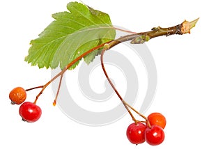 Rowan berry grape isolated on white