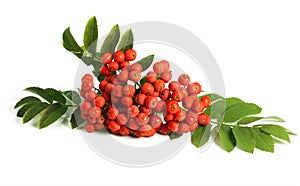 Rowan berry (mountain ash)