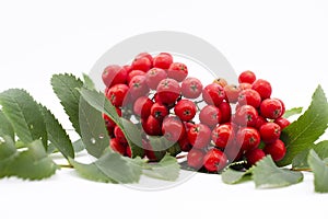 Rowan berry ,mountain ash, Sorbus aucuparia, isolated on a white background