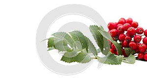 Rowan berry ,mountain ash, Sorbus aucuparia, isolated on a white background