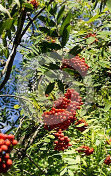 Rowan berry, Mountain ash